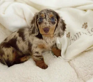 Mini long haired dapple dachshund for sale near me