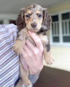 Mini long haired dachshund puppies for sale near me