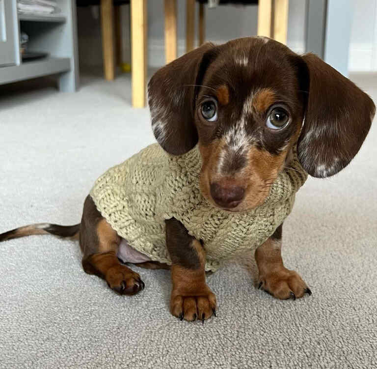 long haired speckled dachshund