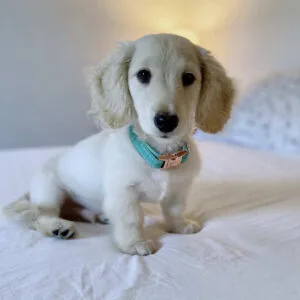 long haired mini dachshund breeders