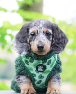 long haired dachshund dog