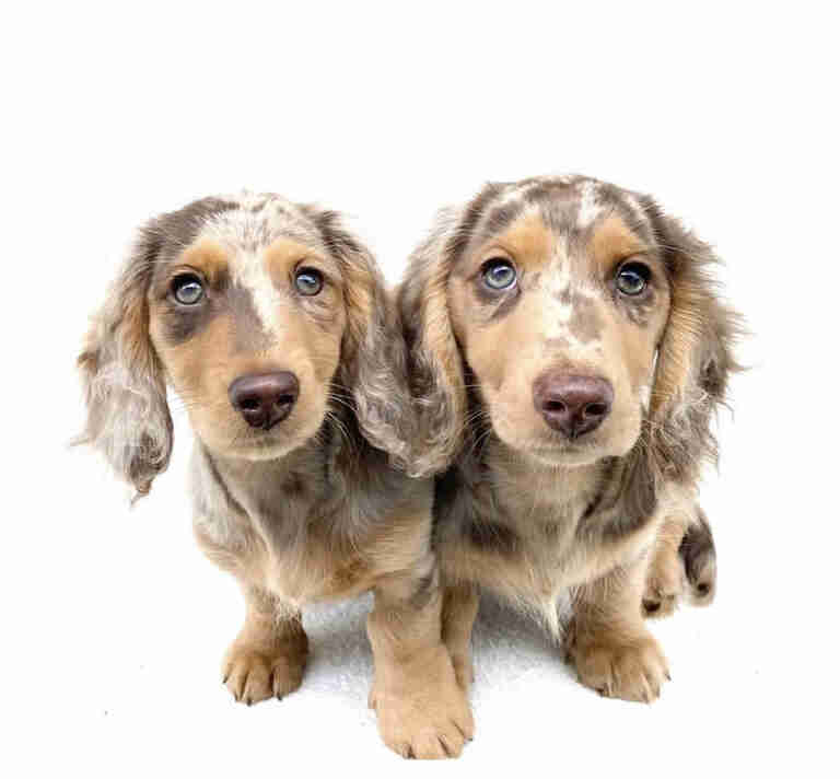 Dachshund Puppies For Sale in New Hampshire