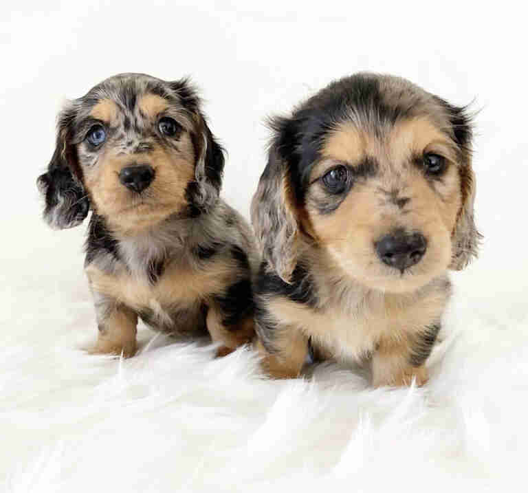 Red long haired dachshund