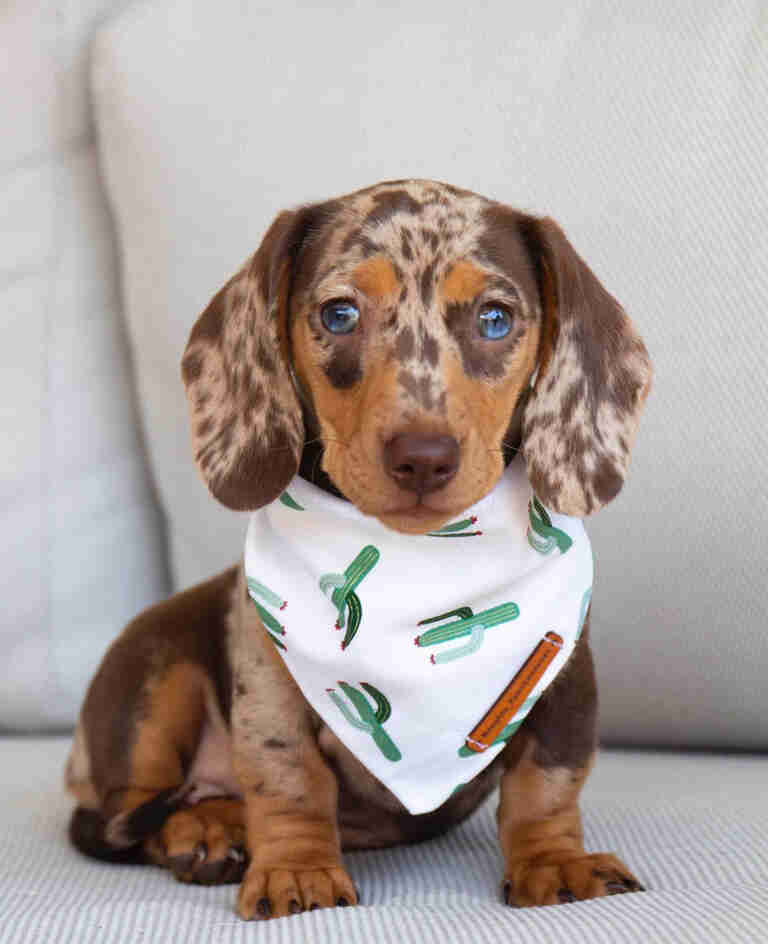 Mini dachshund long hair