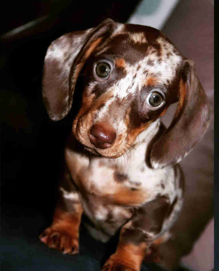 Dachshunds For Sale in ID