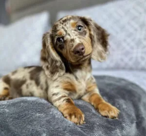 Long haired piebald dachshund