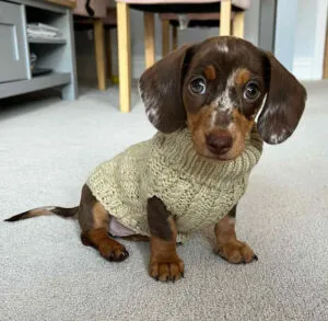 Long haired dapple dachshund puppy for sale