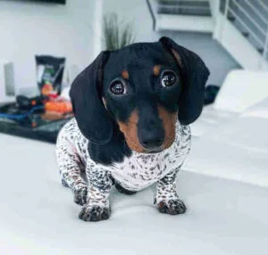 Piebald long haired dachshund puppy