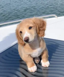 long haired cream dachshund puppies