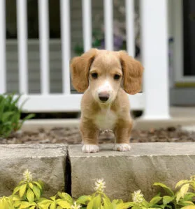 Mini long hair dachshund