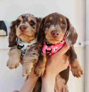 long hair dachshund shed