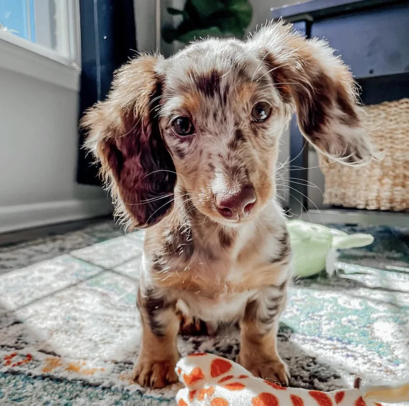 long hair dachshund mix