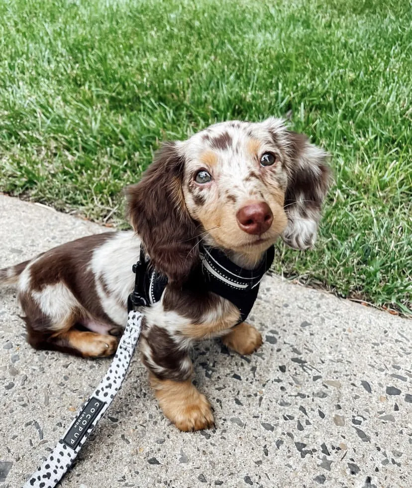 Dapple long haired mini dachshund for sale