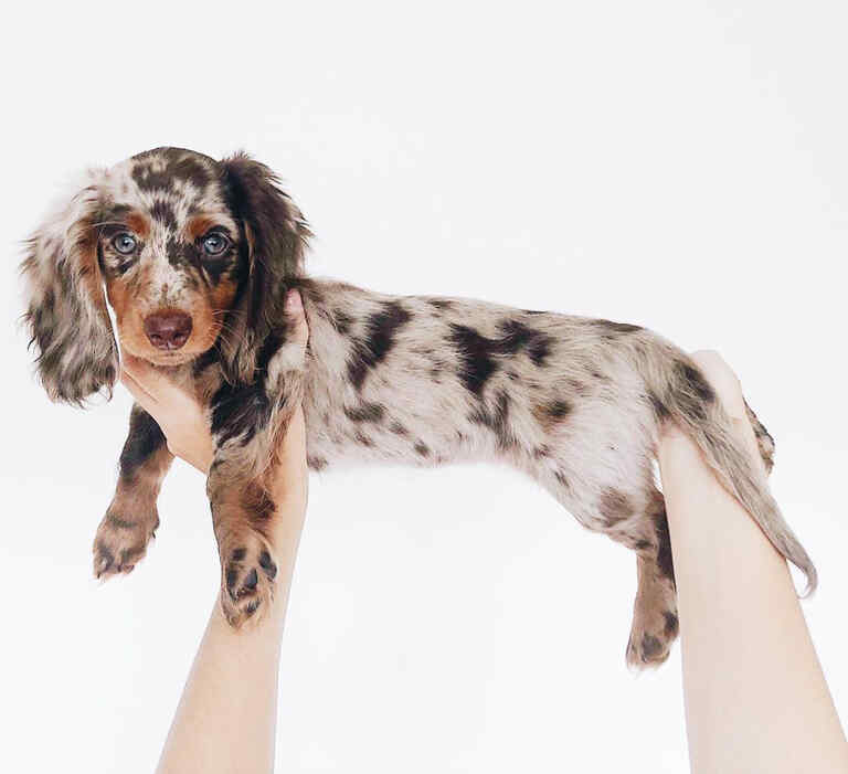 long hair blonde dachshund