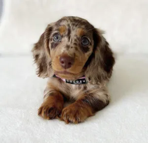 long haired chocolate and tan dachshund