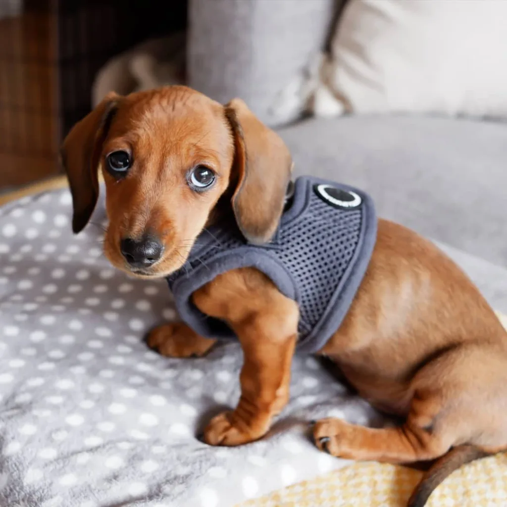 Brown dachshund long hair