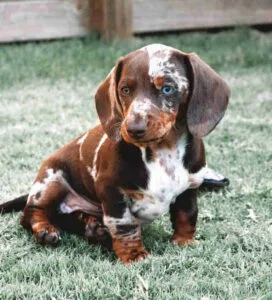 Long haired dachshunds