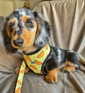 Dachshund Puppies For Sale Kansas