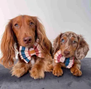 Black long hair dachshund