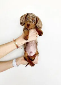 Miniature dachshund long hair