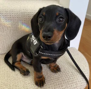 Brindle dachshund long hair