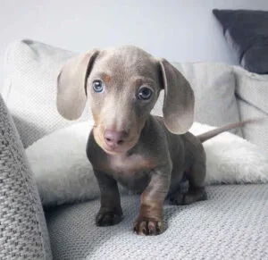 Long hair mini dachshund