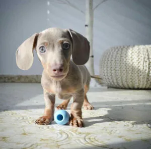 Long hair dachshund puppies