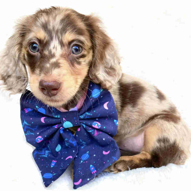 Black long haired dachshund puppy