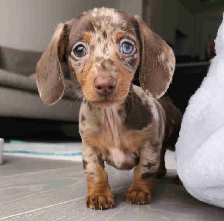 Shaded red long haired dachshund