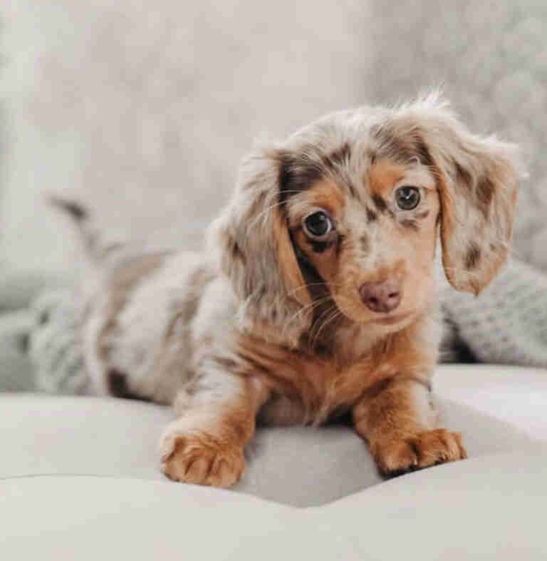 Sable long haired dachshund