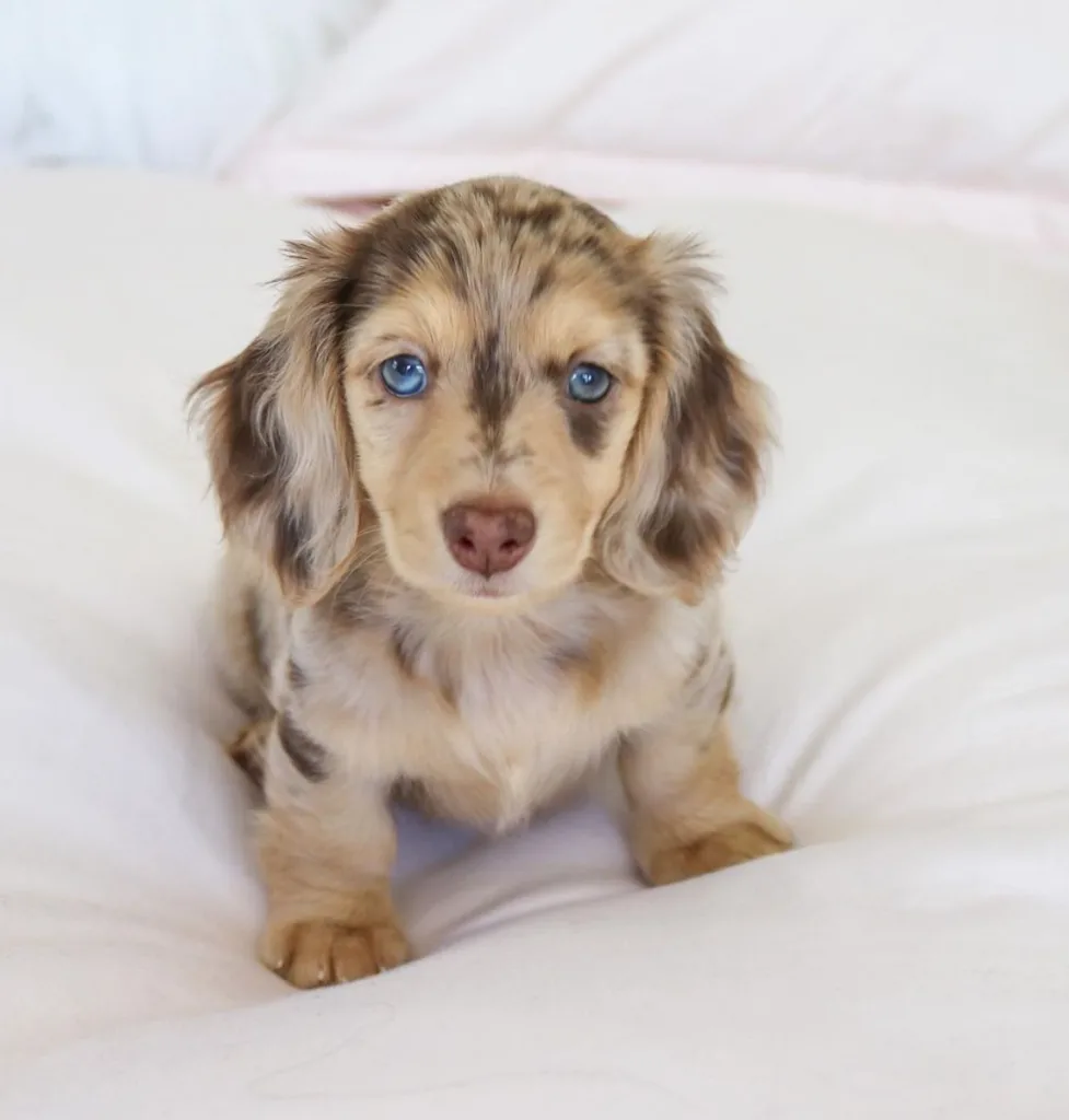 long haired double dapple dachshund