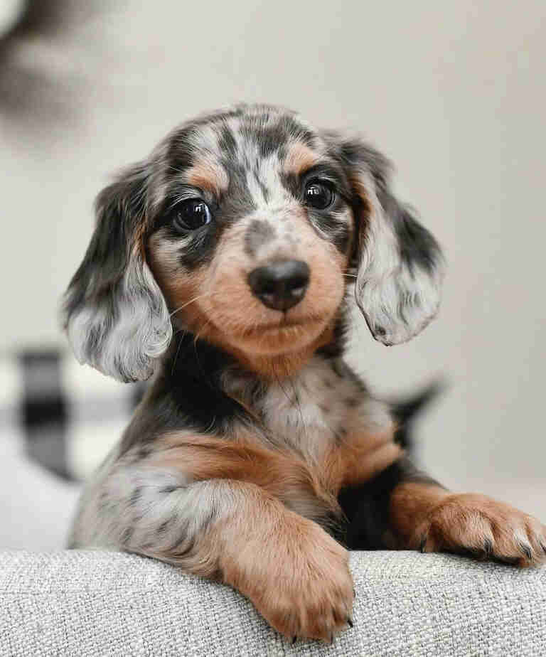 long haired blonde miniature dachshund