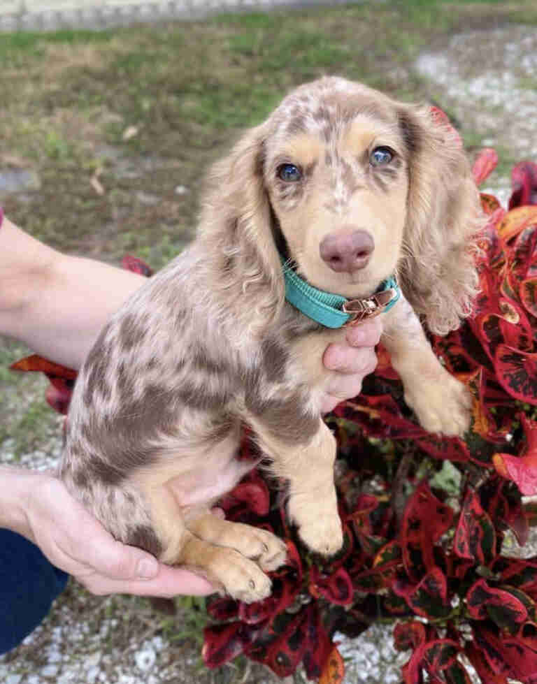 White mini dachshund