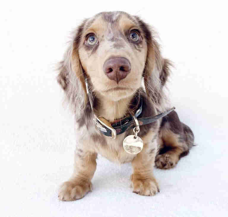 English cream long haired miniature dachshund