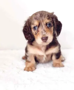 Red dapple mini dachshund