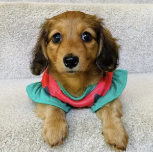 Chocolate long haired mini dachshund