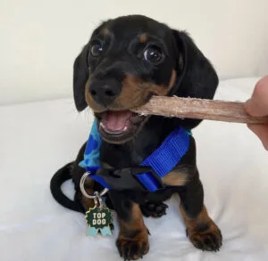 Mini cream dachshund