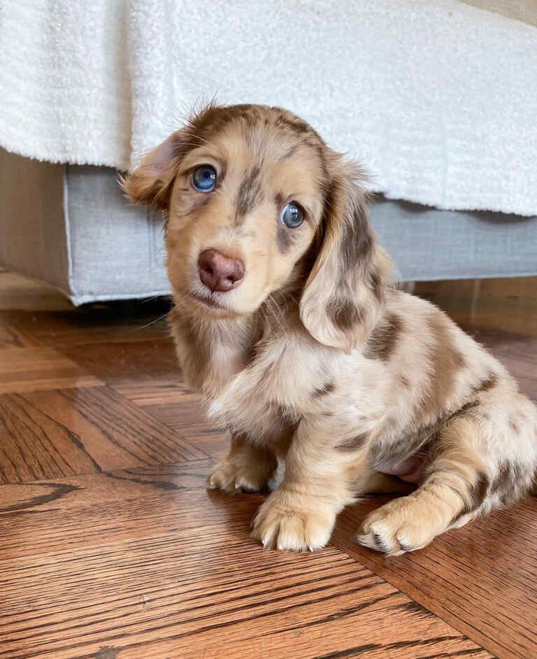 Red long haired miniature dachshund