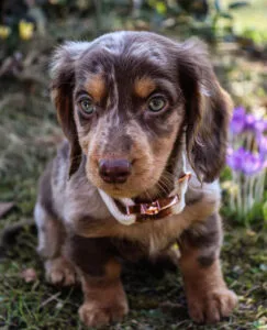 Red long haired dachshund puppy