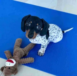 Merle mini dachshund