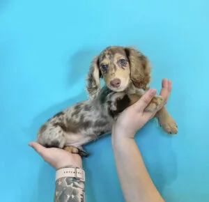 Cream dapple mini dachshund