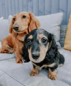 Brown mini dachshund