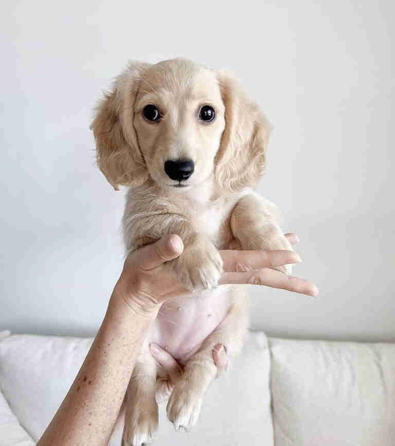 long haired cream dachshund for sale near me