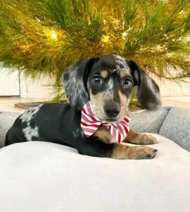 long haired chocolate mini dachshund