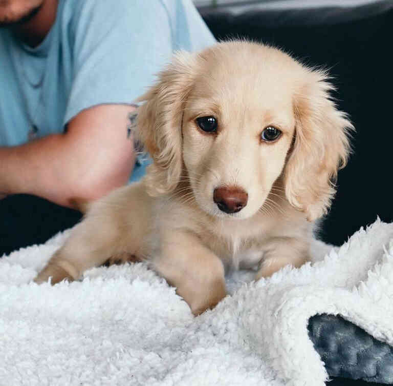 Mini dachshund golden