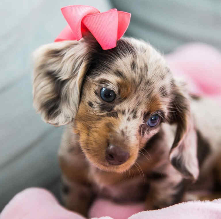 Mini dachshund dapple