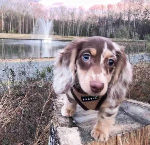 long haired dachshund chocolate and tan