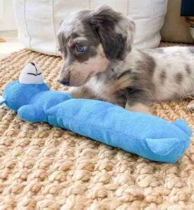 long haired dachshund blonde