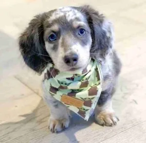 Black mini dachshund