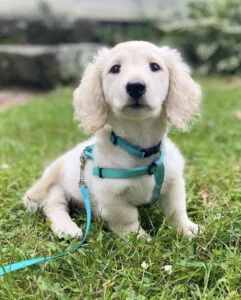 long hair fluffy dachshund